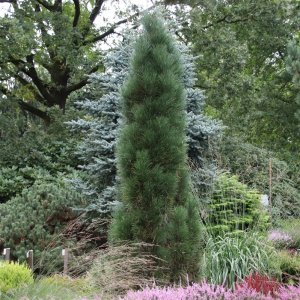 Borovica čierna (Pinus nigra) ´GREEN TOWER´ - výška: 120-140 cm, kont. C35L